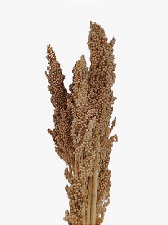 Flor Sorgo Natural Seco Alvejado Para Decoração E Arranjos