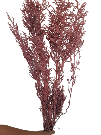 Maço de Milindro Rosa Seco Desidratado