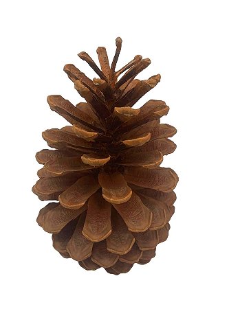 Pinha de Pinheiro Natural Desidratada Grande