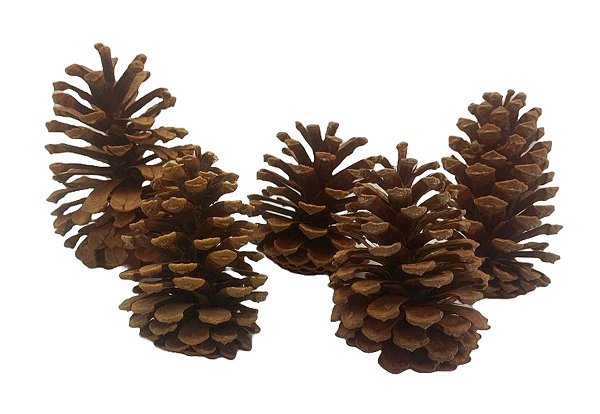 Pinha de Pinheiro Natural Desidratada Pequena - 5un