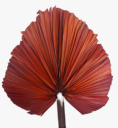 Folha De Latania Natural Colorida Laranja