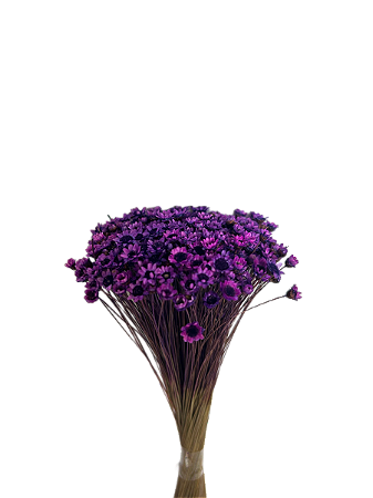 Sempre Viva Florzinhas Lilas 500 Unidades