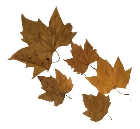 Folhas De Plátano Marrom Natural Seca Decoração Enfeite