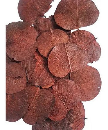 Folha Moeda Marrom Seca Natural Decoração 100g