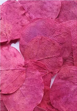 Folha Moeda Pink Seca Natural Decoração 100g