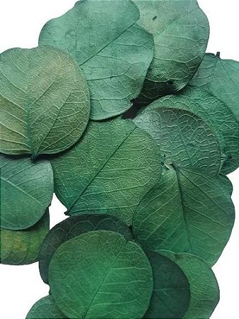 Folhas Moedas Secas Decorativas Para Pout Pourrit 30  Gramas