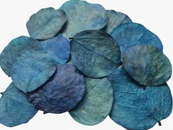 Folhas Moeda Secas Azul Piscina - 3.500 Folhas
