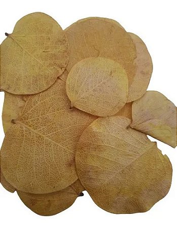 Folha Moeda Natural Alvejada Decoração 100g