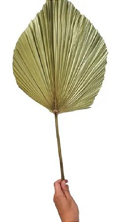 Folha Latania Natural Seca P/arranjos E Decoração 1 Un 30cm
