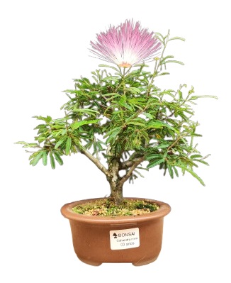 Bonsai Caliandra Rosa 3 anos