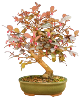 Bonsai Loropetalum Rubro 5 anos