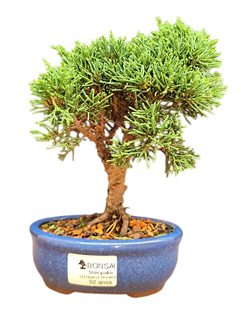Bonsai Shimpaku 2 anos