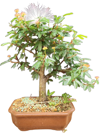 Bonsai Caliandra Branca 5 anos