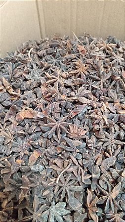 Aniz estrelado inteiro