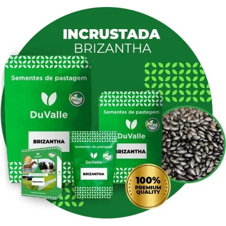 Capim Brizantha