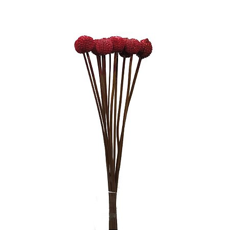 Folhagem Preservada Mutamba Vermelho 50cm