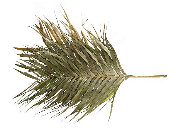 Folhagem Preservada Areca Natural 65cm