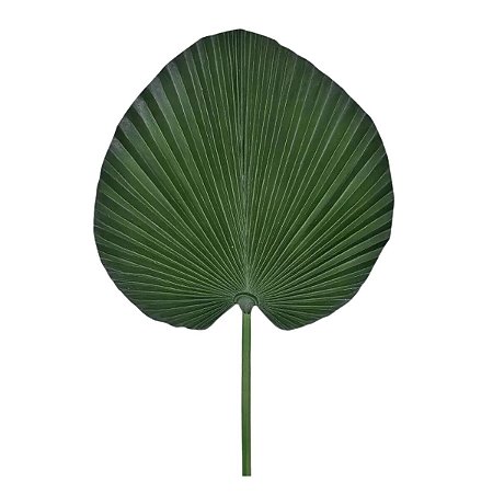 Caule Folha Leque Verde Oliva 55 cm