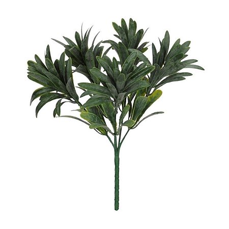 Folhagem Podocarpus com Powder Verde x5 25 cm