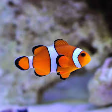 Amphiprion Ocellaris (Nemo)