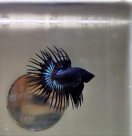 Peixe Betta Macho Crowntail