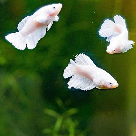 Peixe Betta Fêmea Dumbo