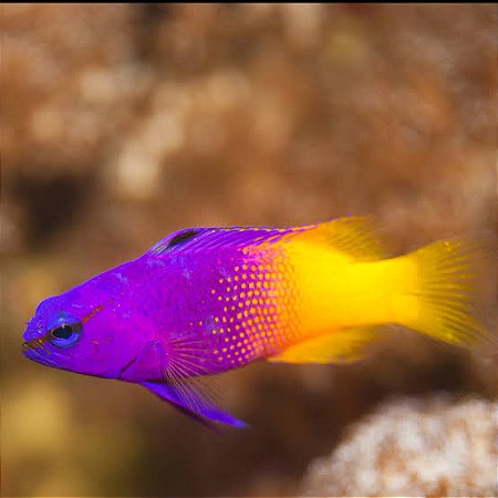 Gramma Brasiliensis CRIADO