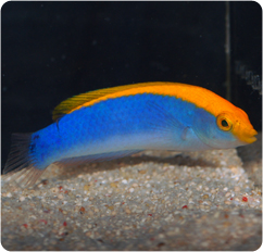 cianocefalos wrasse