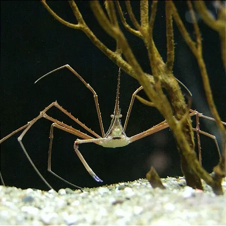 Caranguejo Aranha