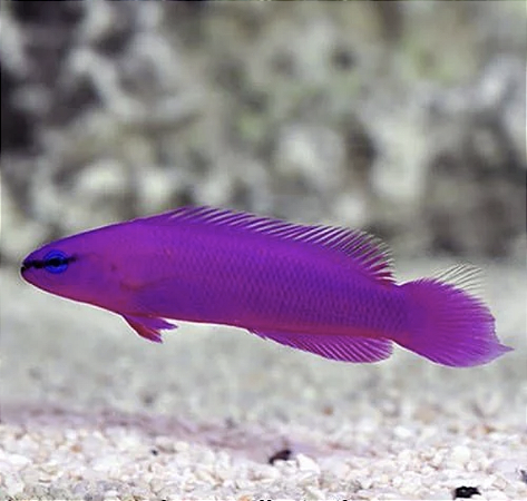 Pseudocromis Fridmani