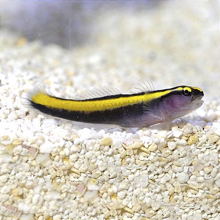 Neon Goby Amarelo