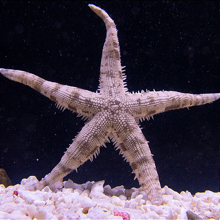 Sand Cleaner Starfish