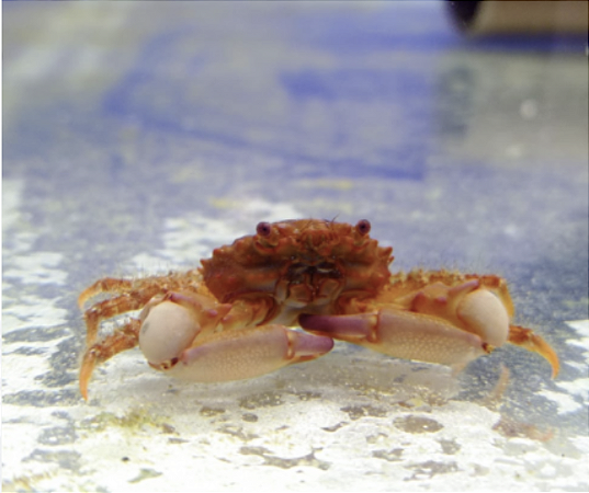 Caranguejo Mitrax