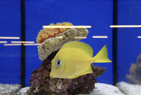 Coeruleus Tang Yellow