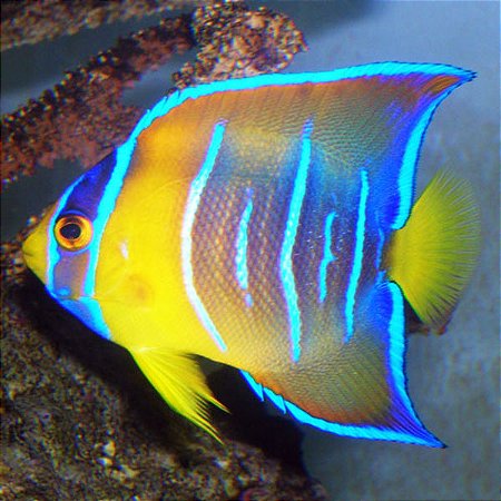 Holacanthus Ciliaris