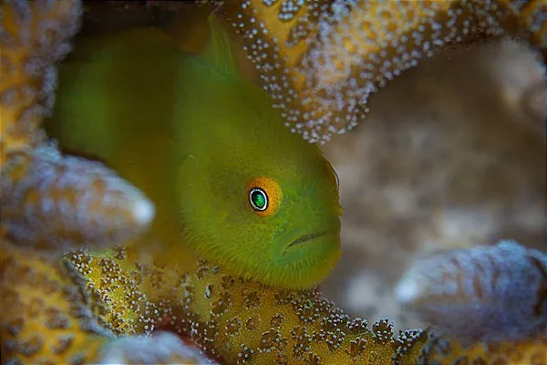 Emerald Coral Goby