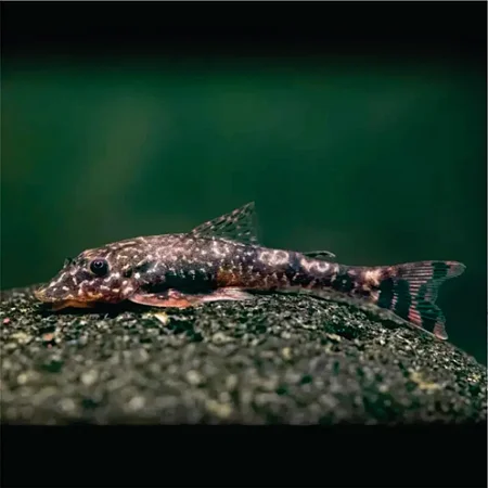 Limpa Vidro (Paratocinclus)