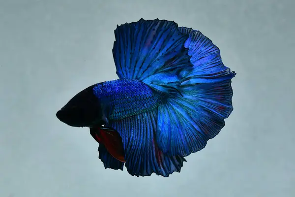 Betta Macho