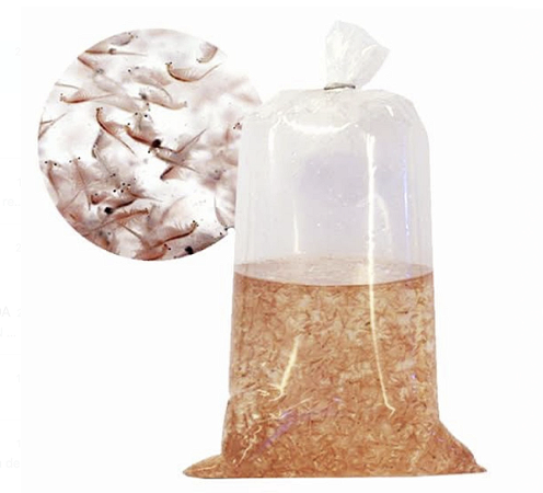 Porção de Artemia Viva (1 Litro)