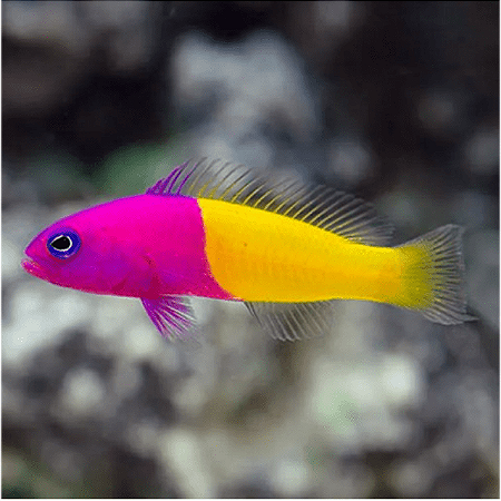 Bicolor Dottyback