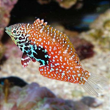 Blue Spotted Leopard Wrasse