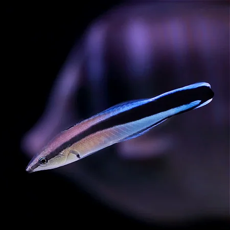 Cleaner Wrasse