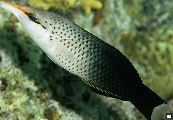 Brown Bird Wrasse