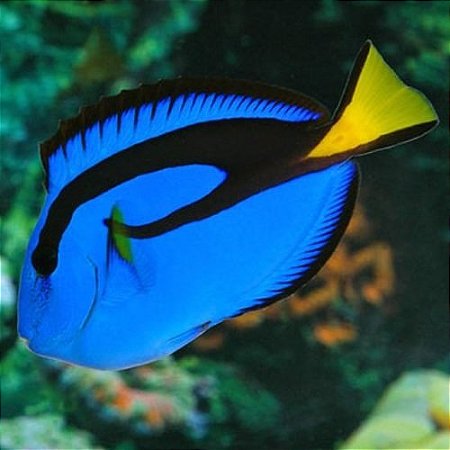 Hepatus Blue Tang