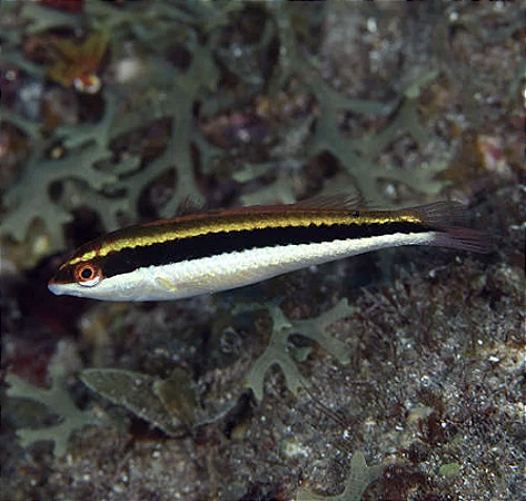 Maculipina (comedor de Planaria)