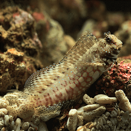 Lawnmower Blenny