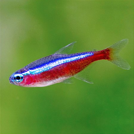 Tetra Neon Amazônico