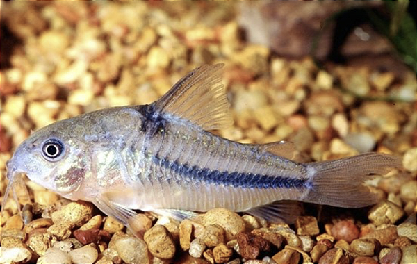 Coridora Natarelli