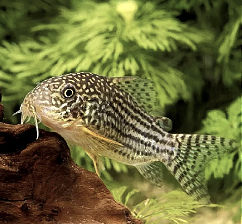 Coridora Sterbai