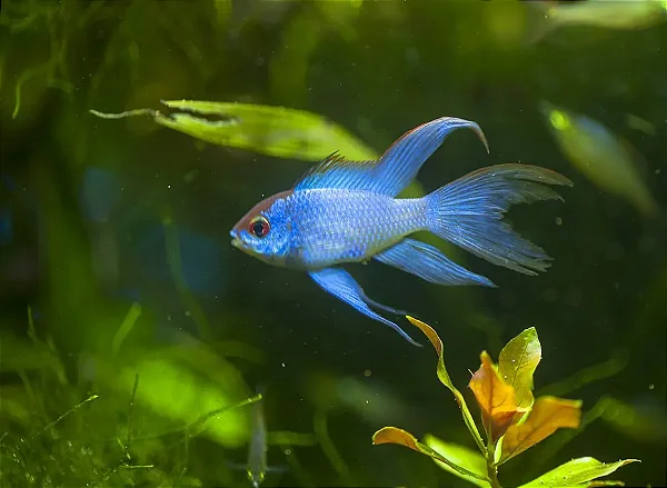 Ramirezi Electric Blue Véu